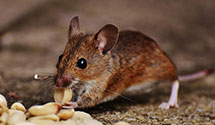 24 Hour & Emergency Exterminators in West Valley City, UT